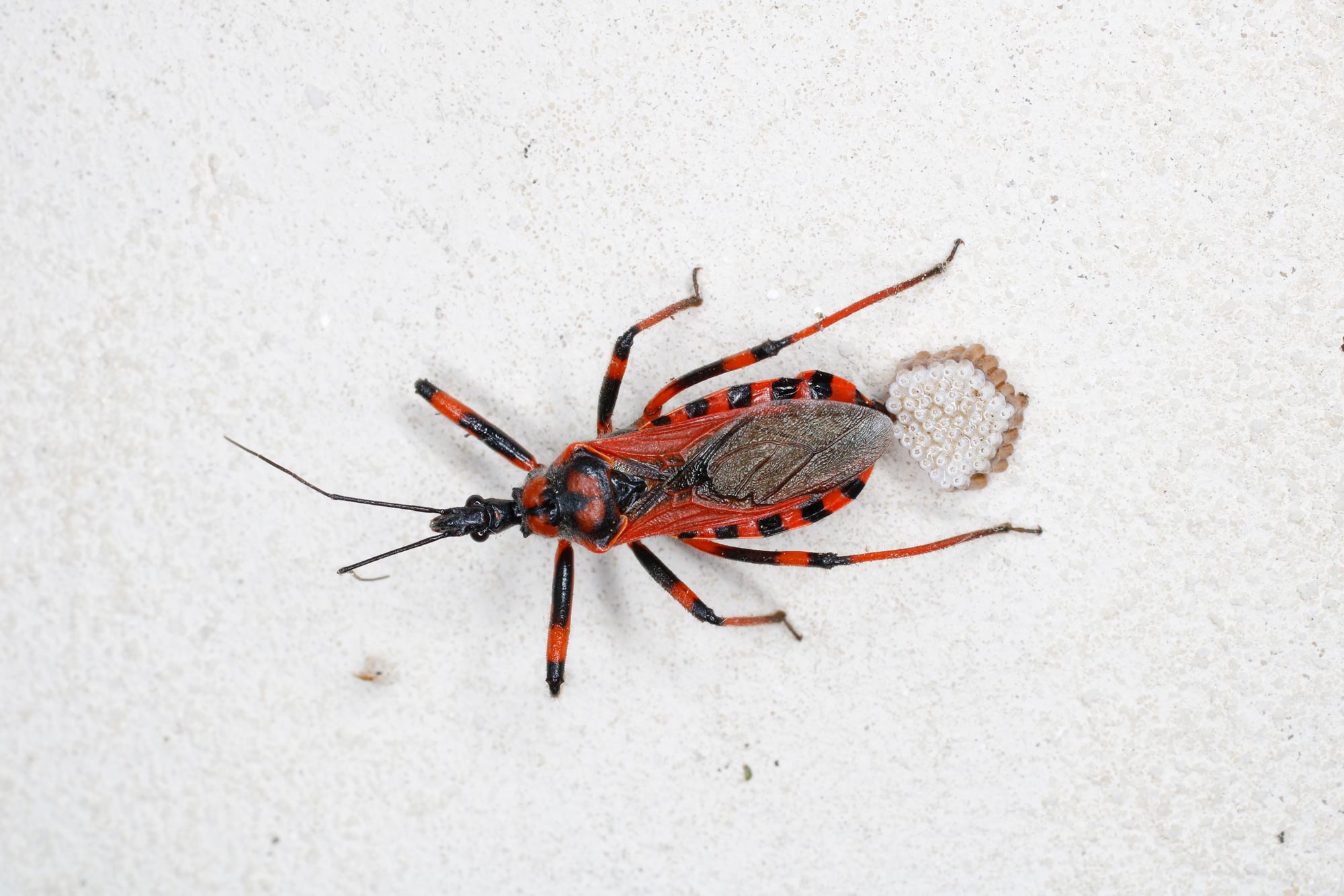 Reduviidae: Rhynocoris iracundus (ovodeposizione e nascita)